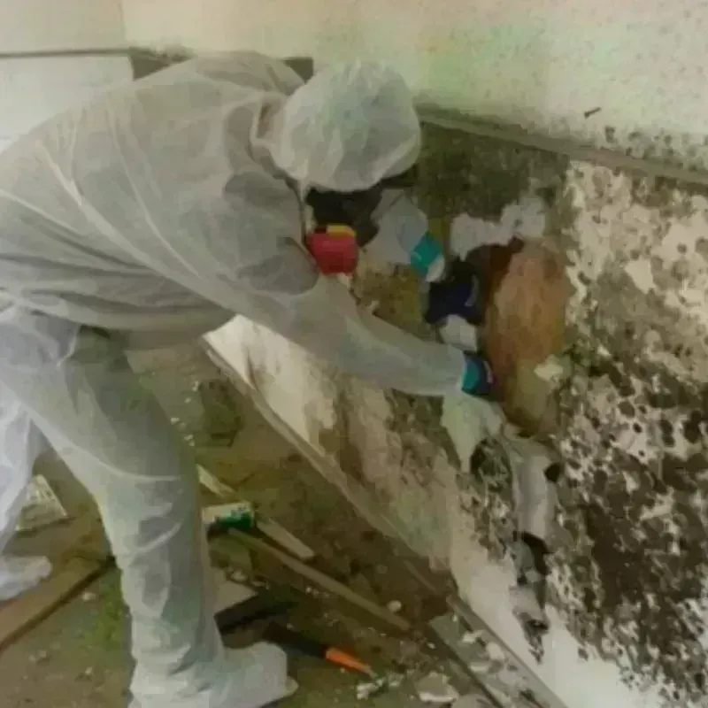 Mold Remediation and Removal in Spring Grove, MN